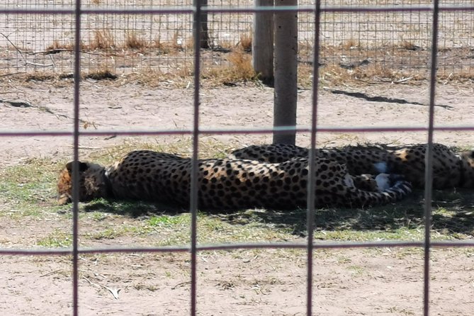 Cheetah Outreach Tour Somerset West, Gordons Bay and Strand Beaches - Ethical Animal Encounters