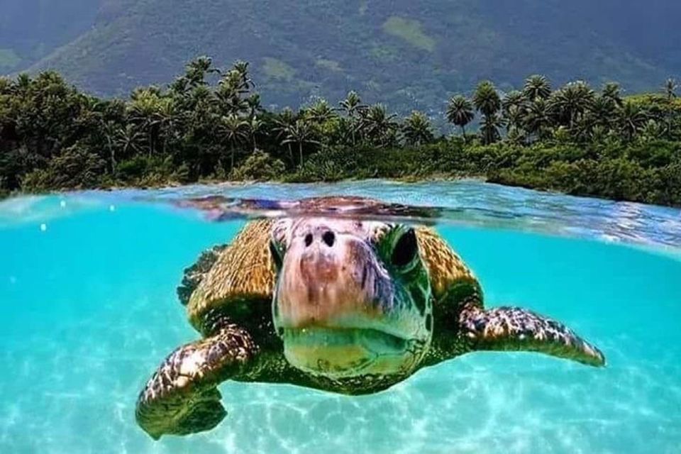 Circle Island: Swim With Turtles and Explore Paradise Oahu - Inclusions and Requirements