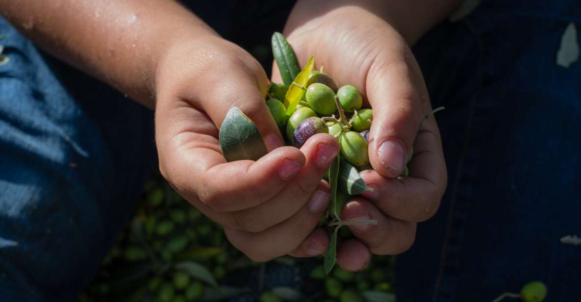 Corfu: Organic Olive Oil Farm Tour With Transfer and Tasting - Farm and Olive Oil Tasting