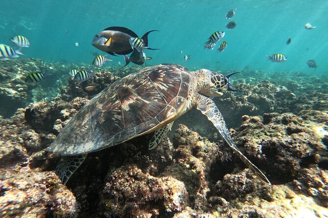 Cruises to Daymaniyat & Snorkeling - Meeting Point and Pickup