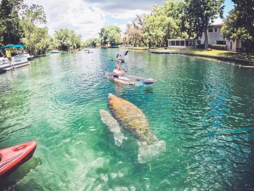 Crystal River: Clear Kayak Manatee Ecotour - Guided Kayaking Experience