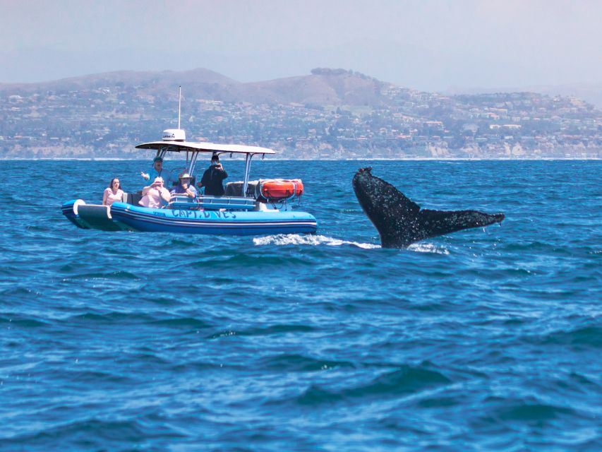 Dana Point Fast & Fun Zodiac-Style Dolphin & Whale Watching - Check-in and Parking