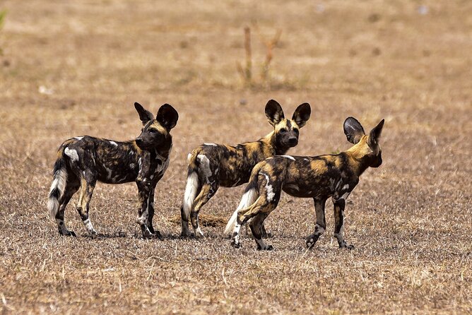 Day Safari Tour Selous Game Reserve - Safari Experience