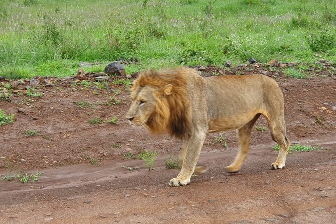 Day Tour To Amboseli National Park From Nairobi - Experience Masai Culture