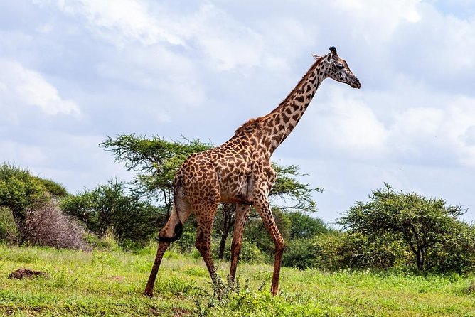 Day Tour To Amboseli National Park - Traveler Reviews