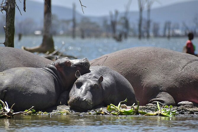 Day Tour to Hells Gate National Park and Lake Naivasha - Participant Requirements