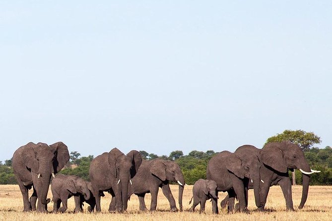 Day Trip Tarangire - Group Size and Suitability