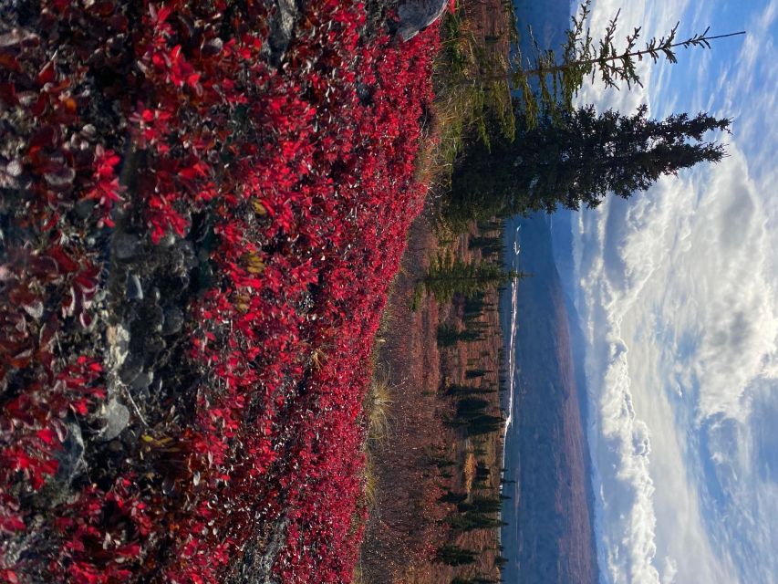 Denali: Denali National Park Walking Tour - Cancellation and Booking Policy