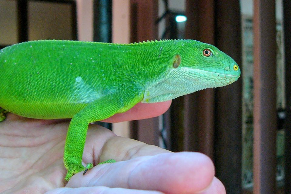 Discover Fijian Culture and Reptiles - Captive Breeding Center for Crested Iguanas