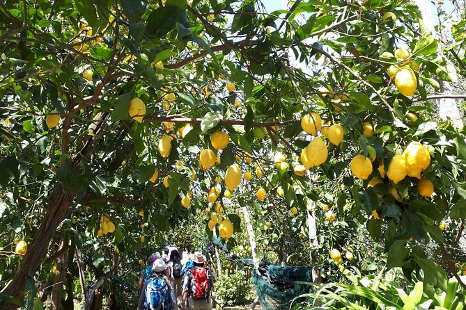 DISCOVER Sorrento, Food &Walking Tour . Lemons-Cheese&Olive Oil - Booking and Cancellation Information