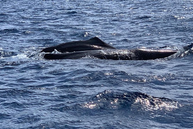 Discovery of Dolphins on the Caribbean Coast - Pickup and Meeting Points