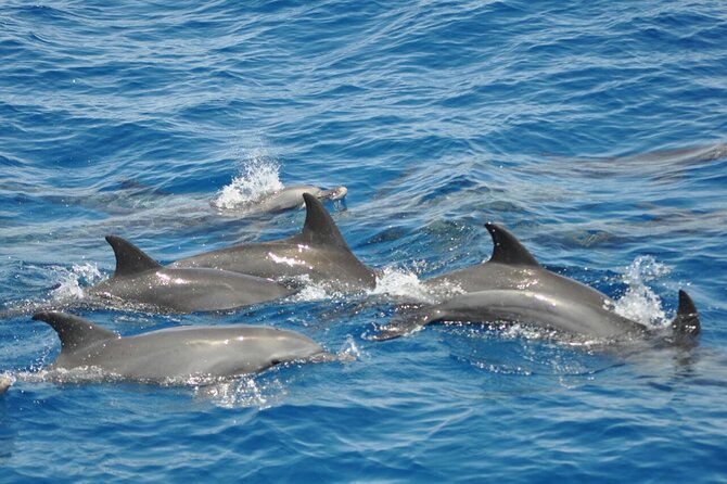 Dolphin Tour Banana Boat From Soma /Sahl Hasheesh/Makadi/Safaga - Lunch, Drinks, and Snorkeling Equipment