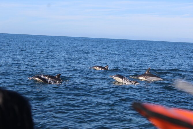 Dolphin Watching From Faro - Expert Skipper and Locating Dolphins