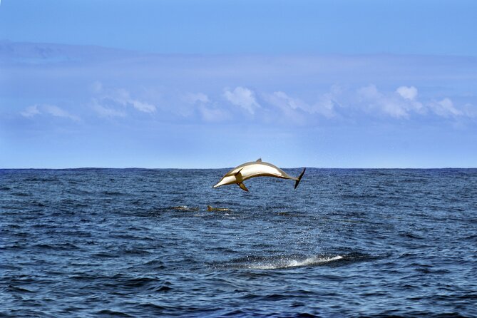 Dolphin Watching Sunset Boat Trip in Pula With Dinner - Transportation and Group Size