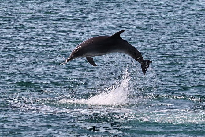 Dolphin Watching Tour by Catamaran From Lisbon - Customer Reviews