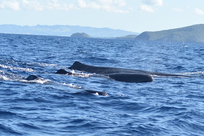 Dolphins Watching Martinique - Multilingual Guide