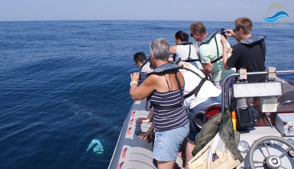 Dolphins Watching - Portimão - Exploring the Marine Ecosystem