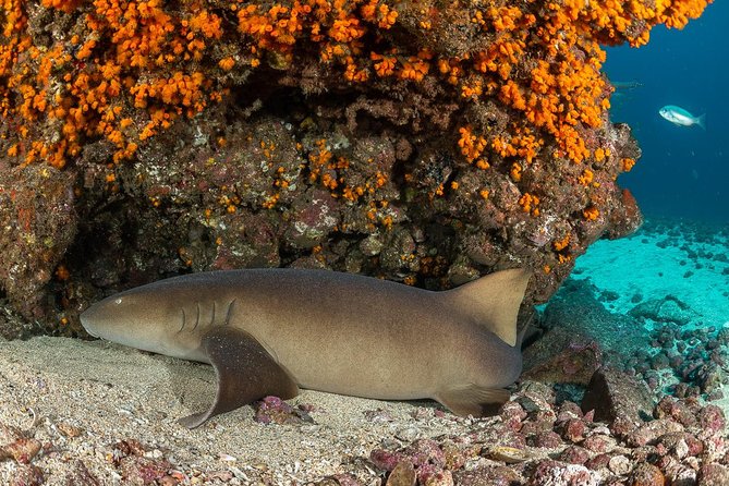 Double Diving in Sal Island - Half Day - Pickup and Drop-off Service