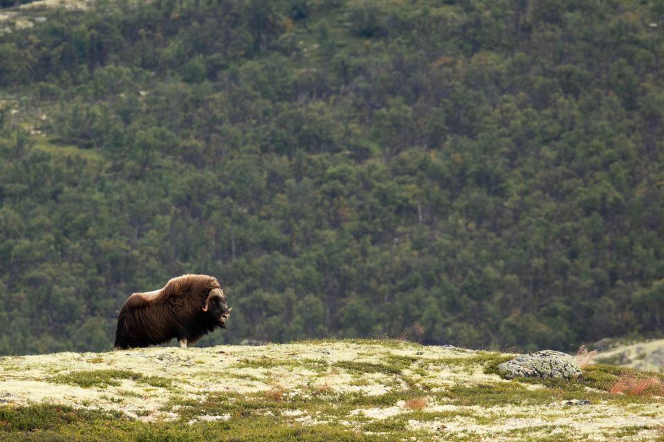 Dovrefjell National Park: Hiking Tour and Musk Ox Safari - Booking and Logistics