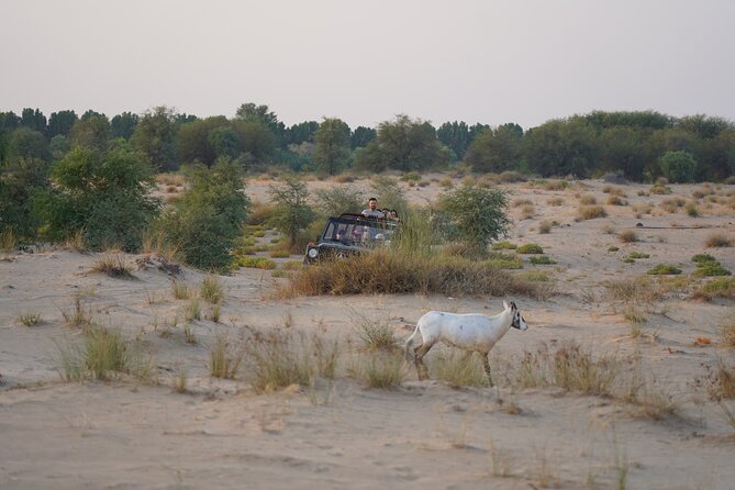 Dubai: Al Marmoom Oasis Vintage Safari With Camels, Stargazing & Bedouin Dinner - Accessibility and Fitness Requirements