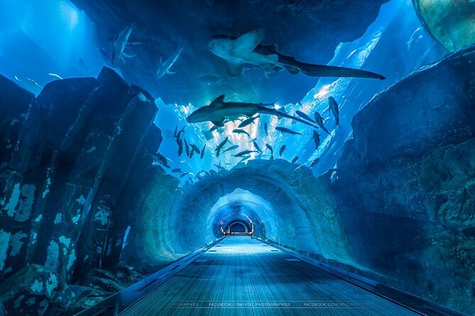 Dubai Aquarium and Underwater Zoo With Penguin Cove Tickets. - Penguin Cove and Additional Experiences