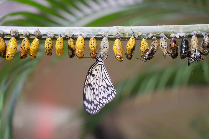 Dubai Butterfly Garden : Skip The Line / Mobile Voucher Accepted - Accessibility and Transportation