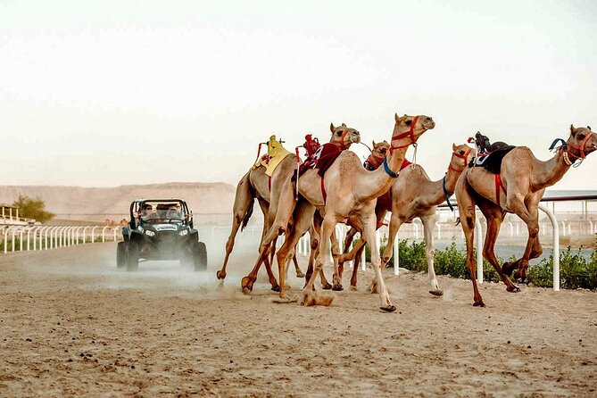 Dubai Royal Camel Race With Prime Seats & Short Camel Ride - Camel Dishes