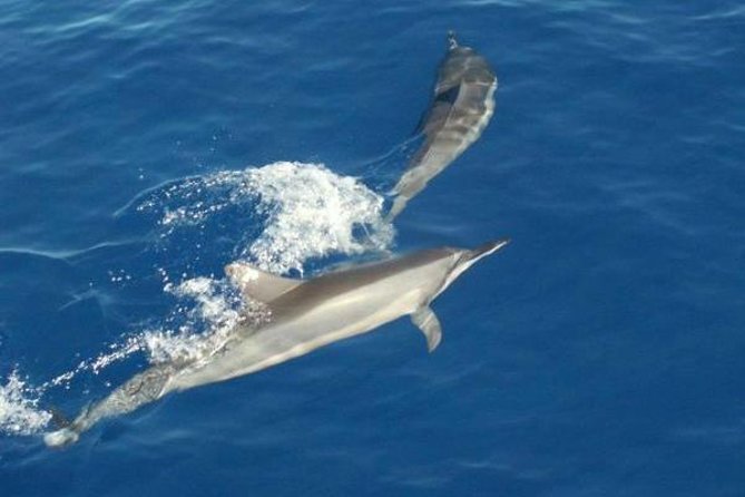 Eco and Dolphin Watch Tour of South Padre Island - Safety and Precautions