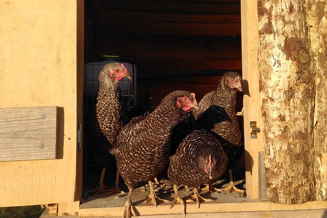 Educational Visit of a Certified Organic Micro Farm in Trancoso - Getting to the Farm