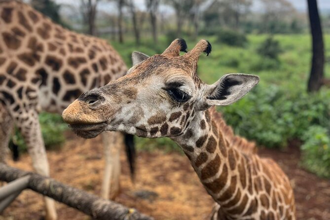 Elephant Orphanage,Nairobi National Park and Giraffe Center Tour. - Guest Reviews