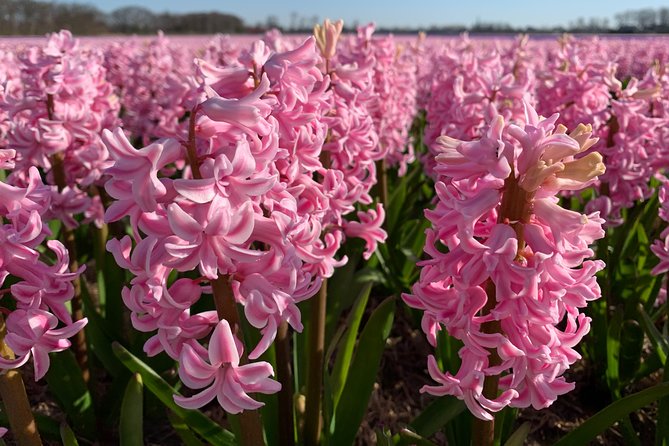 Enjoy the Tulip Fields by Bicycle With a Local Guide! Tulip Bike Tour! - Getting to the Meeting Point