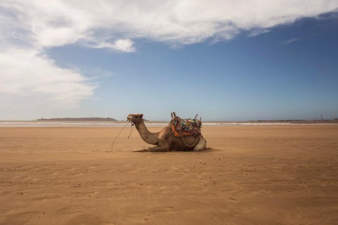 Essaouira Full Day Trip - Highlights of the Trip