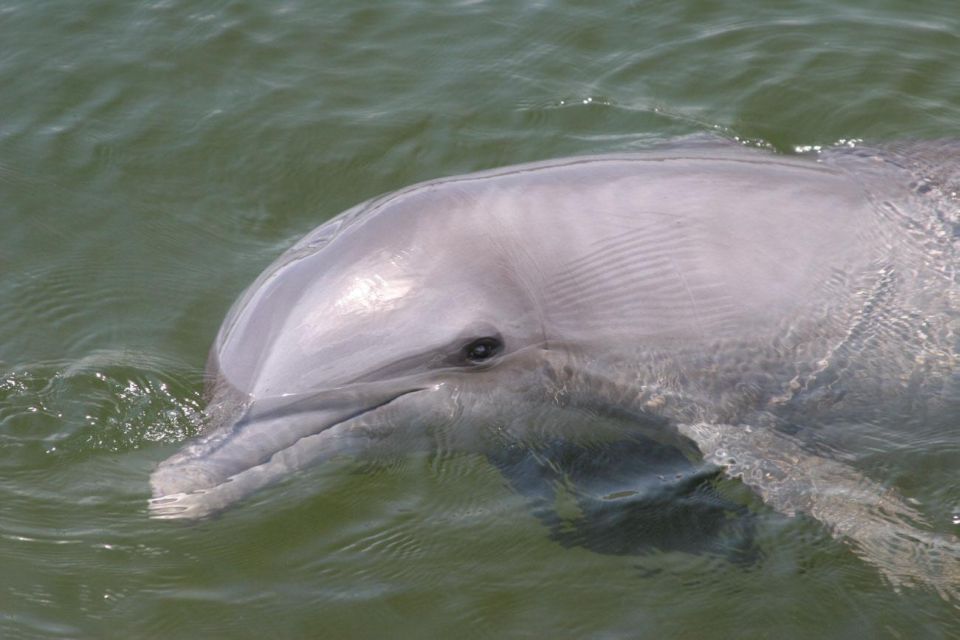 Everglades National Park: Pontoon Boat Tour & Boardwalk - What to Expect