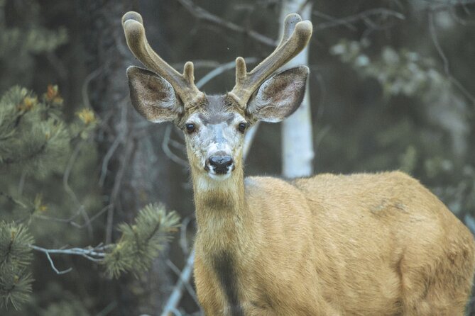 Explore and Learn the Natural Wonders of Summerland - Lifetime Access to Local Expert