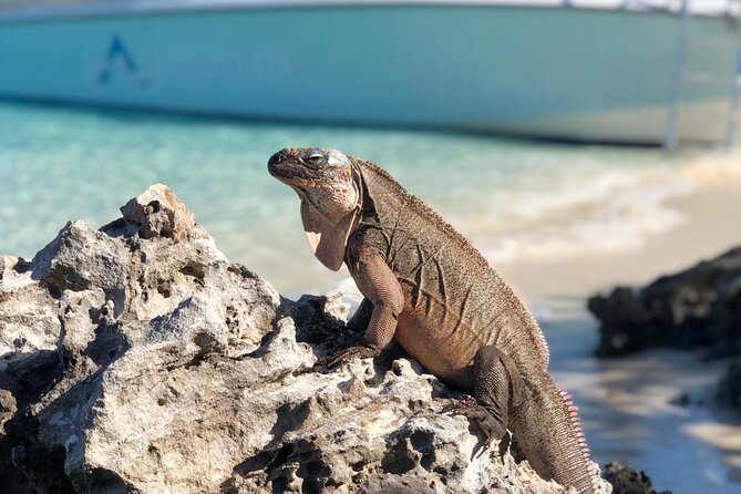 Exuma Powerboat Tour From Nassau With Swimming Pigs - Meeting and Pickup