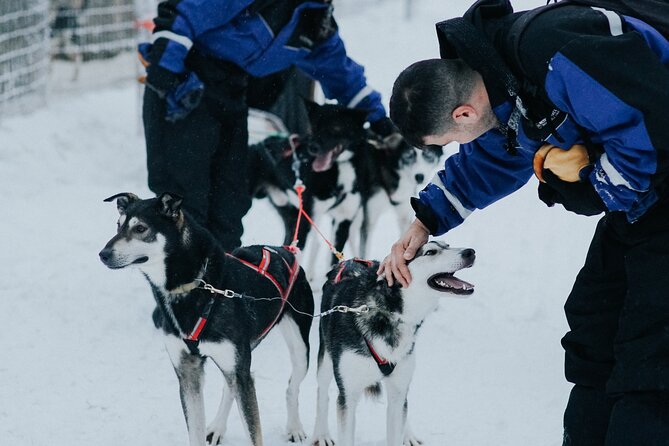 Family Day: Reindeer, Husky and Snowmobiling in Levi - Lunch and Group Size