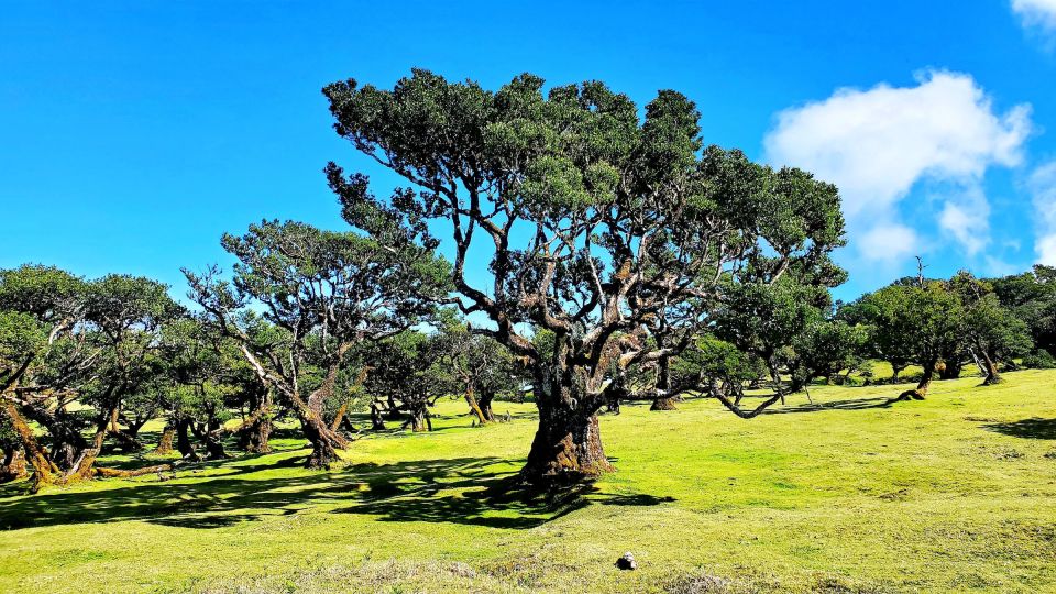 Fanal Forest Exploration Tour + Sunset With Food and Drinks - Calheta Sunset Viewpoint