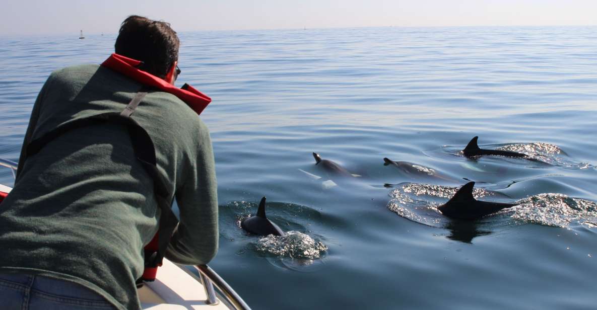 Faro: Dolphin and Marine Life Watching Boat Tour - Experience Highlights