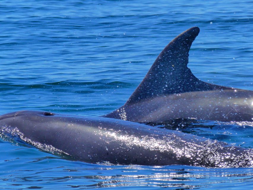 Faro: Dolphin and Wildlife Watching in the Atlantic Ocean - Whale and Dolphin Sightings