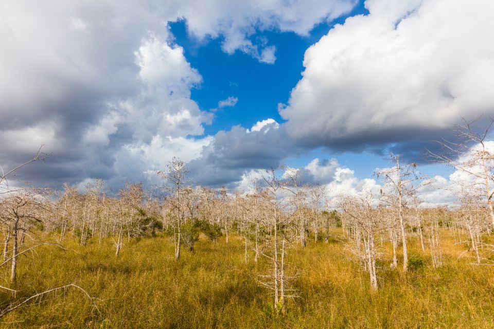 Florida: Big Cypress National Preserve Driving Audio Tour - Tree Snail Hammock Trail