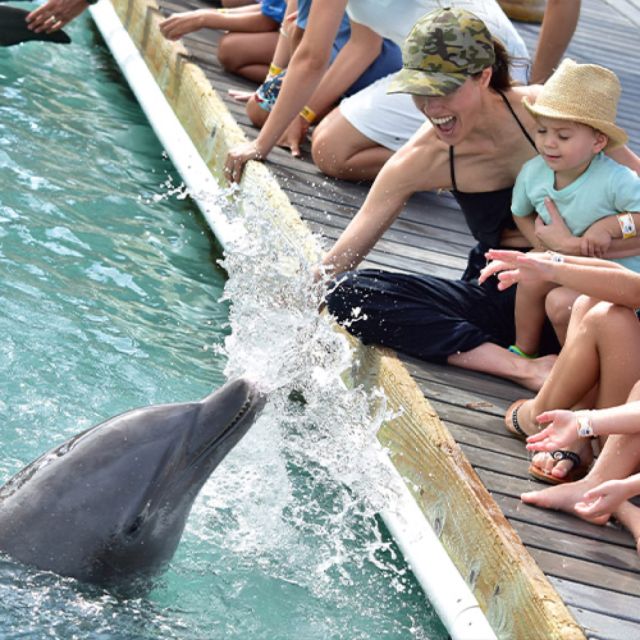 Florida Keys: Dockside Dolphin Experience - What to Bring and Expect