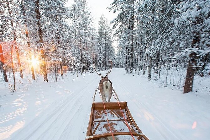 Forest Trail Reindeer Safari - Group Size and Requirements