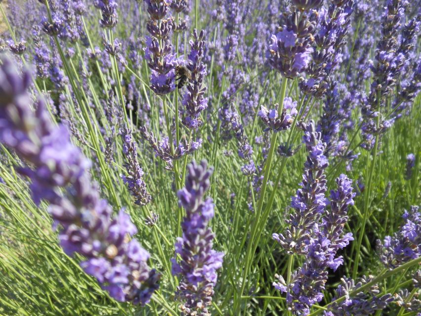 From Aix-en-Provence: Lavender Day Trip to Valensole - Lavender Fields Photography