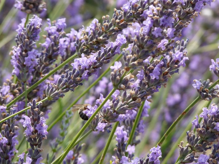 From Aix-en-Provence: Sault Lavender and Gordes Day Trip - Meeting Point and Important Details