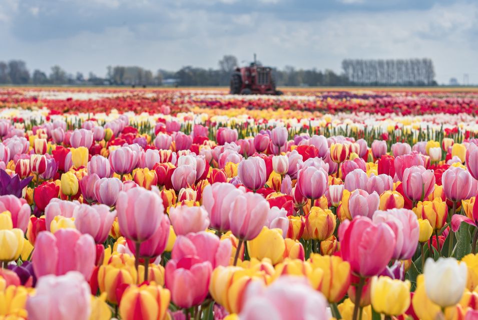 From Amsterdam: Private Keukenhof and Tulip Experience Tour - Exploring Keukenhofs Vibrant Flowers