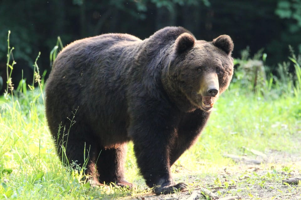 From Brasov: Brown Bear Watching in the Carpathian Mountains - Customer Ratings and Feedback