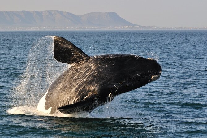 From Cape Town: Full Day Guided Hermanus Explorer Tour - Pricing and Booking