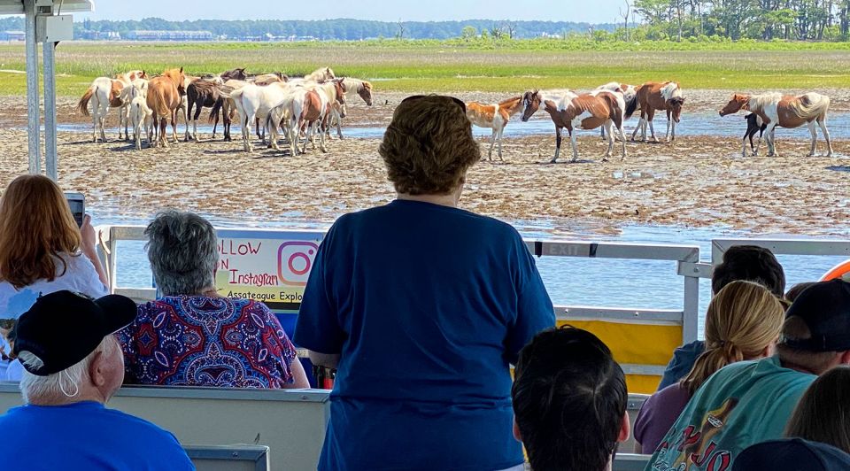 From Chincoteague Island: Assateague Island Boat Tour - Wildlife Sightings