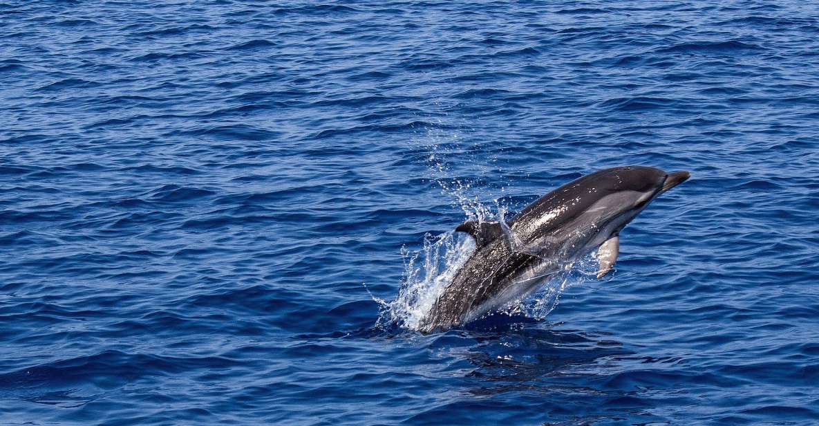 From City of Side: Dolphin Watching Boat Tour With Lunch - Meeting the Tour Guide