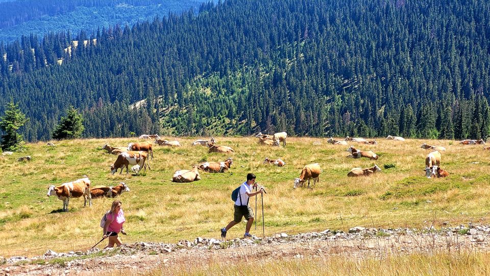 From Cluj-Napoca: Day Hike to Vlădeasa Peak - Customer Reviews